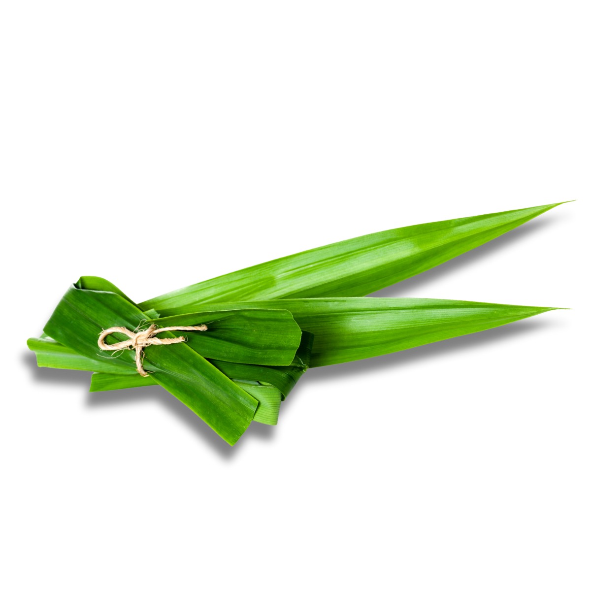 Tropical Pandan